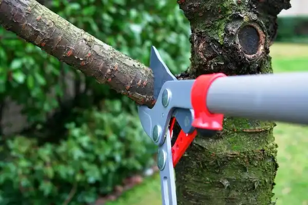 tree services Glasgow